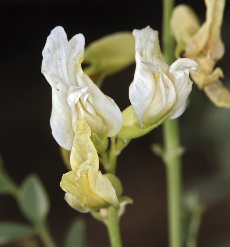 Astragalus oophorus var. lavinii