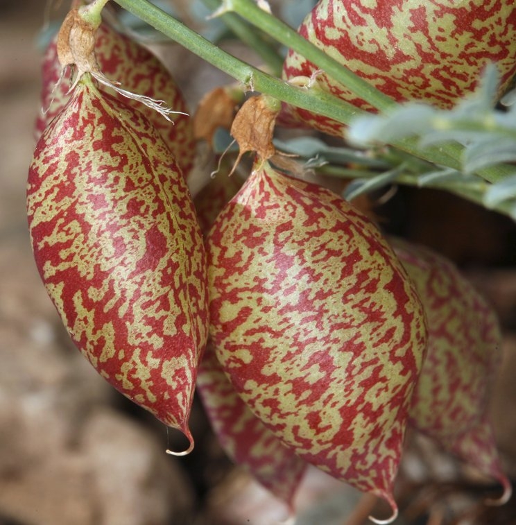Astragalus oophorus var. oophorus