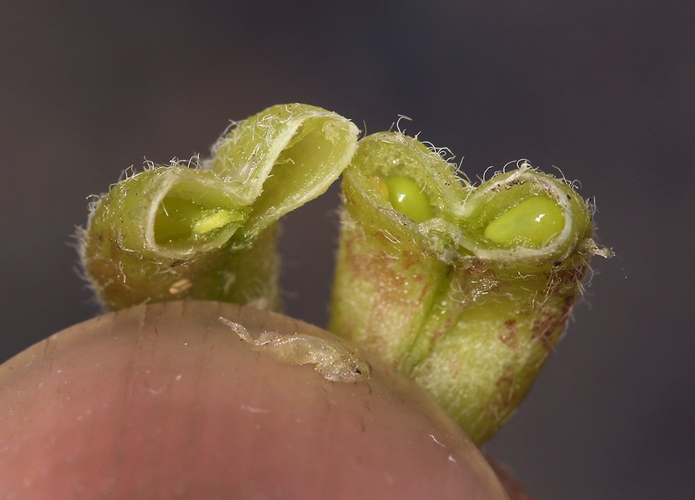 Astragalus pseudiodanthus