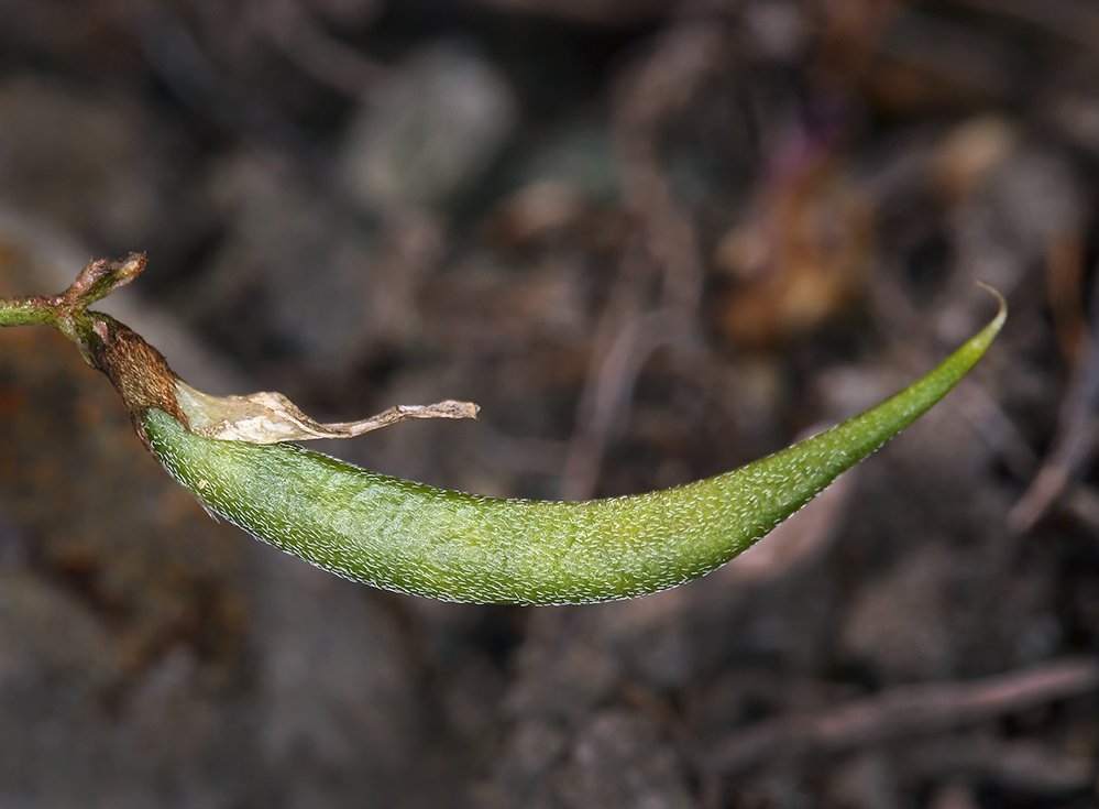 Astragalus rattanii var. jepsonianus