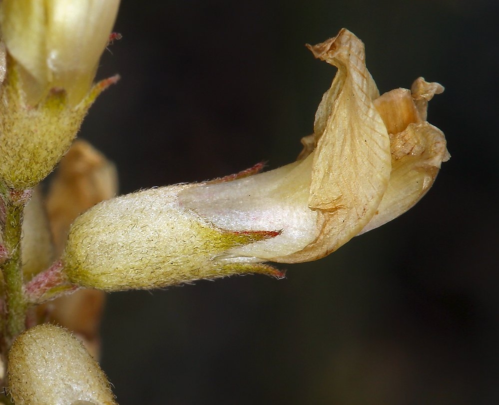 Astragalus trichopodus