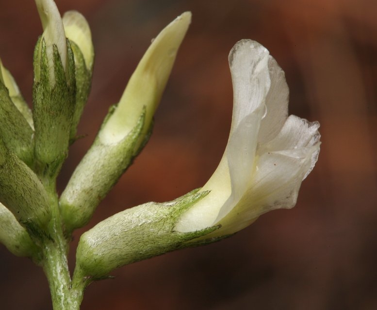 Astragalus webberi