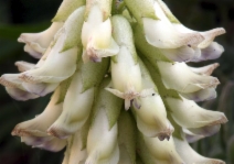 Astragalus nuttallii