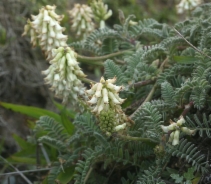 Astragalus nuttallii var. nuttallii