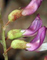 Astragalus oophorus