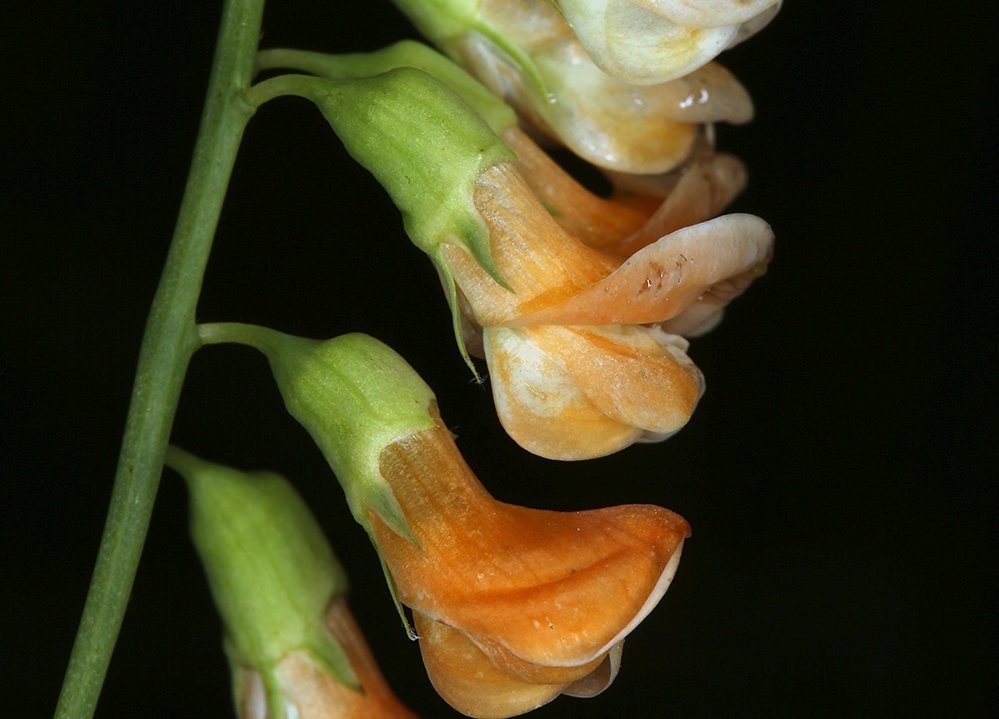 Lathyrus sulphureus