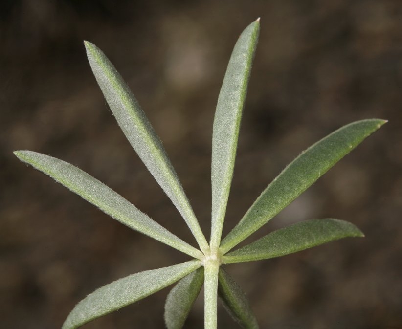 Lupinus argenteus var. meionanthus