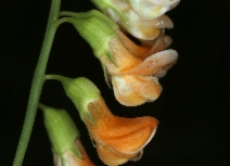 Lathyrus sulphureus var. sulphereus