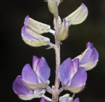 Lupinus argenteus ssp. argenteus