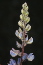 Lupinus argenteus