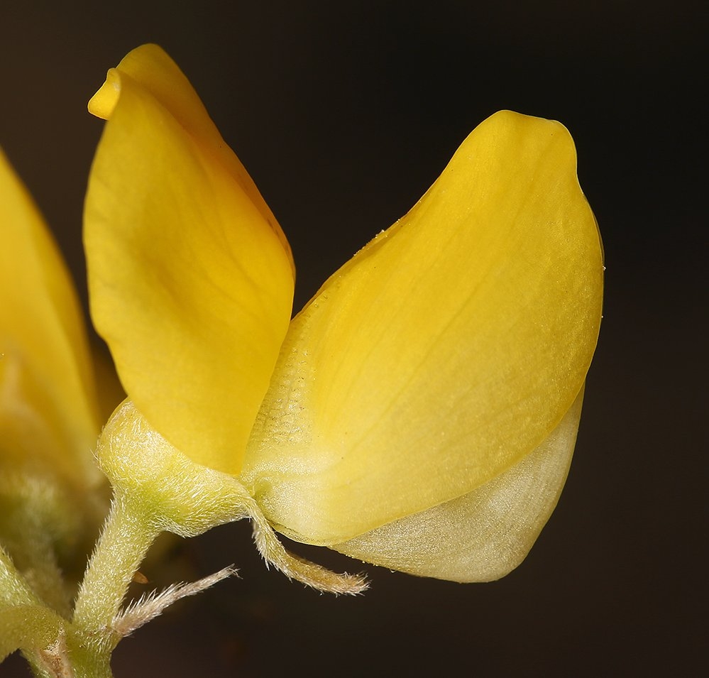 Lupinus croceus