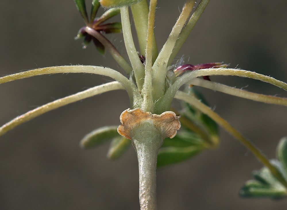Lupinus odoratus