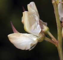 Lupinus polyphyllus var. burkei