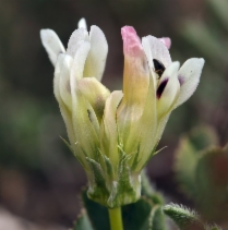 Trifolium flavulum