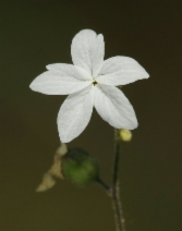 Lithophragma heterophyllum