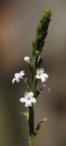 Verbena californica