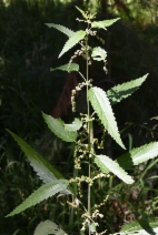 Urtica dioica ssp. gracilis