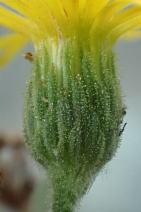 Heterotheca sessiliflora var. camphorata