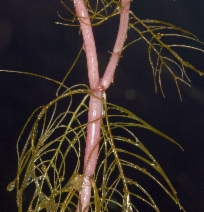 Myriophyllum sibiricum