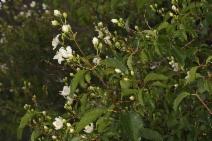 Philadelphus lewisii ssp. lewisii