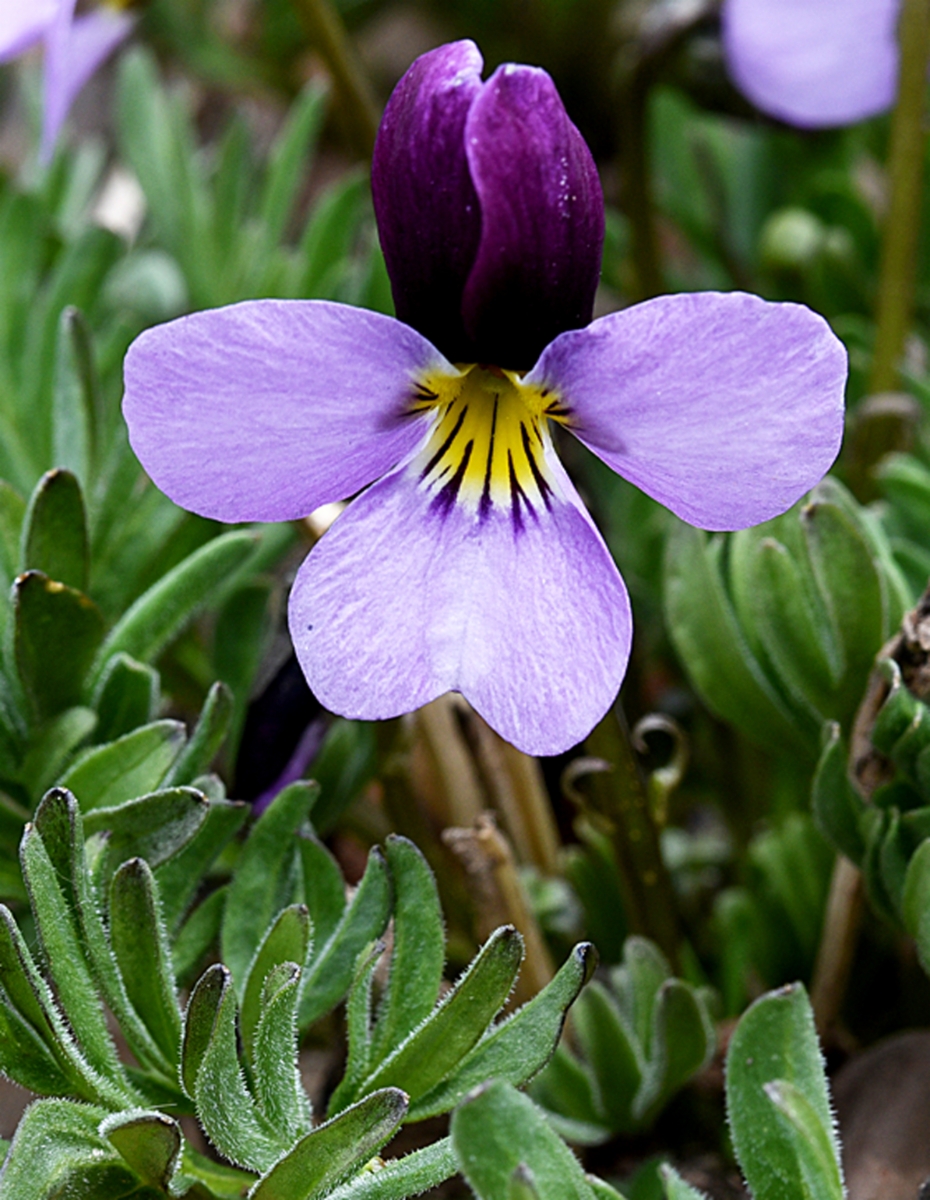 Viola beckwithii