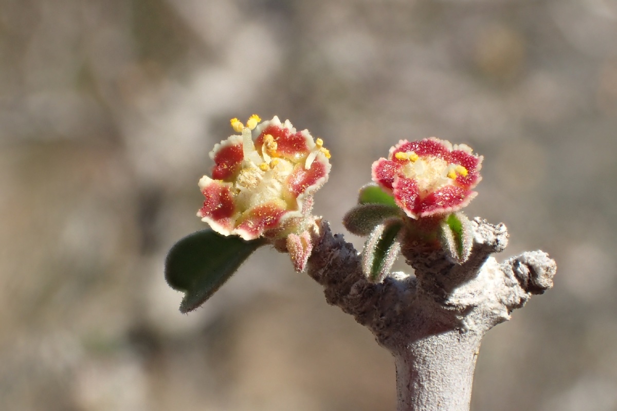 Euphorbia misera