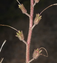 Phacelia campanularia ssp. vasiformis