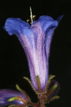 Phacelia campanularia ssp. vasiformis