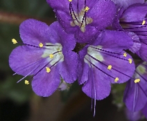 Phacelia crenulata var. ambigua