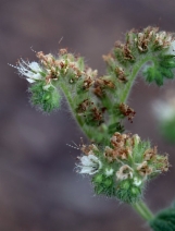 Phacelia heterophylla