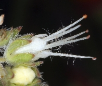 Phacelia imbricata ssp. imbricata
