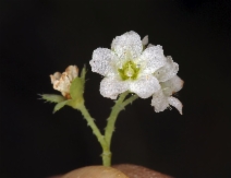 Pholistoma membranaceum
