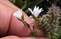 Cerastium alpinum ssp. lanatum