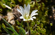 Cerastium alpinum ssp. lanatum