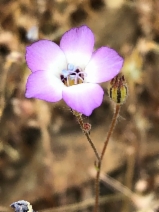 Gilia tricolor ssp. diffusa