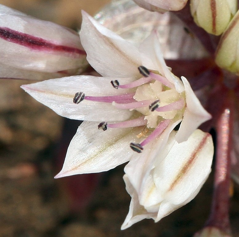 Allium atrorubens var. cristatum