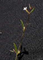 Gilia capillaris