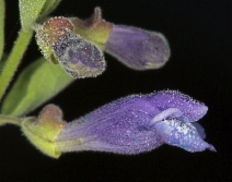 Scutellaria antirrhinoides
