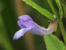 Scutellaria epilobiifolia