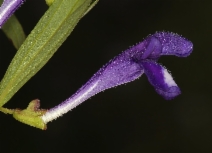 Scutellaria angustifolia
