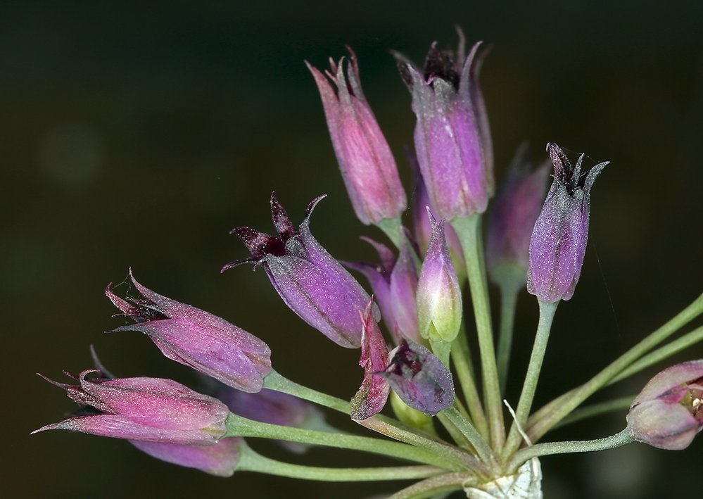 Allium bolanderi var. bolanderi