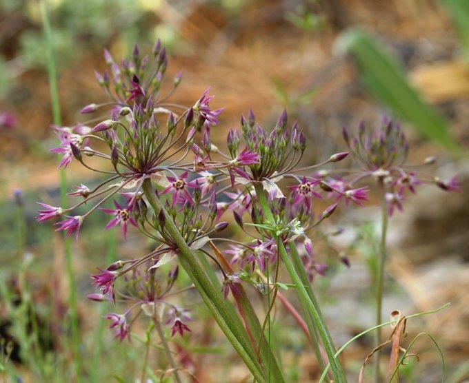 Allium campanulatum