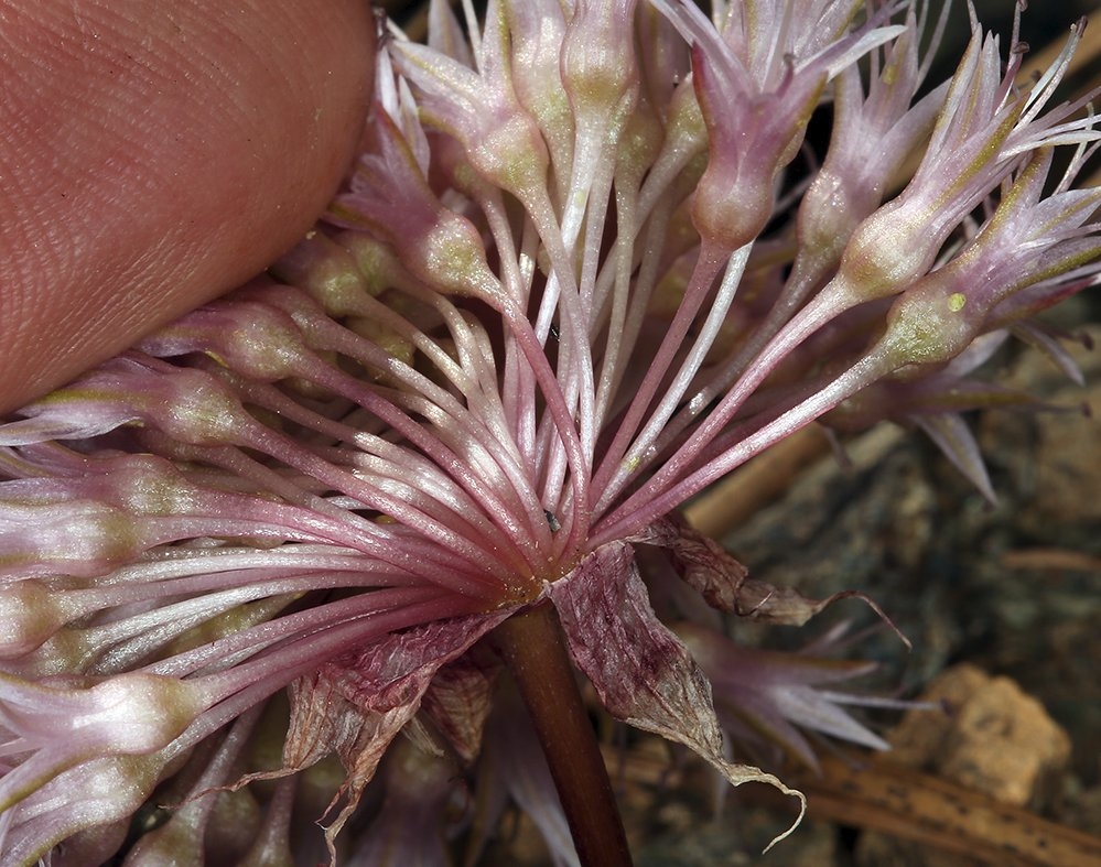 Allium hoffmanii