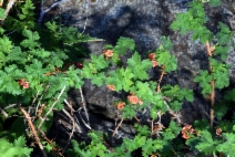 Ribes montigenum