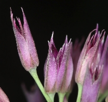 Allium bolanderi var. bolanderi