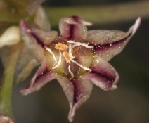 Allium lacunosum