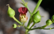 Scrophularia californica ssp. floribunda