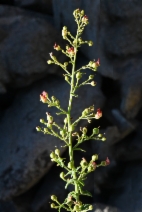 Scrophularia californica ssp. floribunda