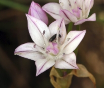 Allium praecox