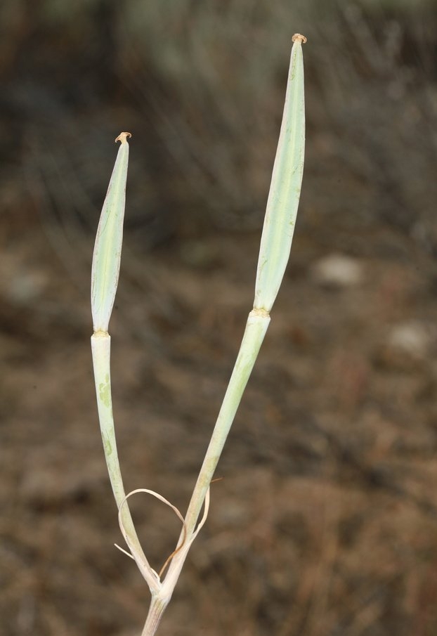 Calochortus macrocarpus